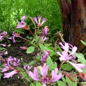 Clarkia breweri 'Pink Ribbons' (2)